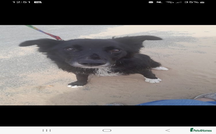 Border Collie dogs - Advert 1