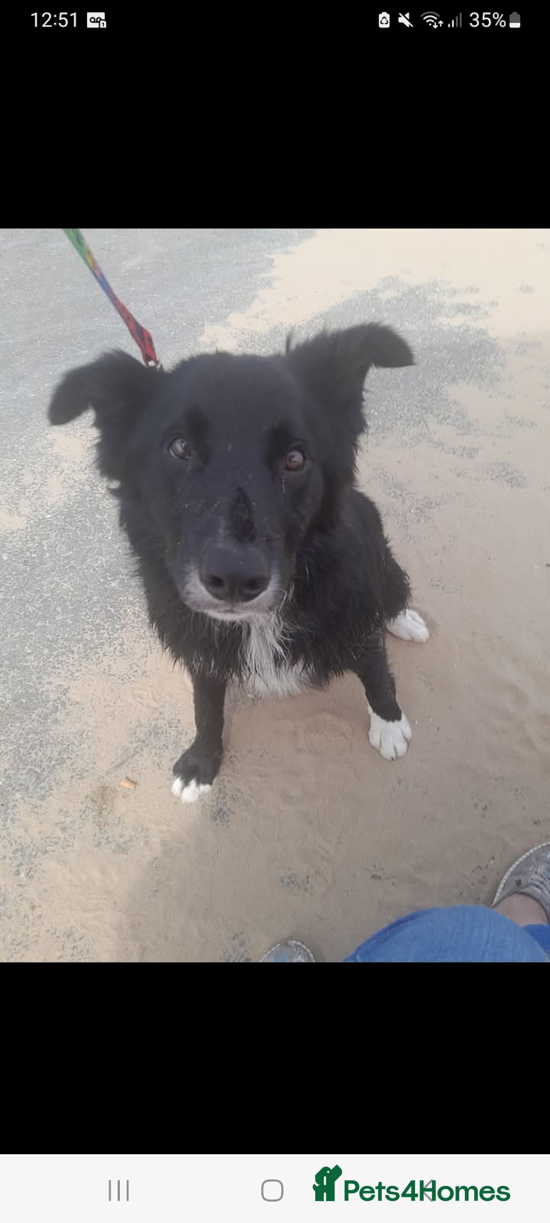 Border Collie dogs for sale: Border collie male 2 years old - Image 1
