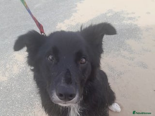 Border Collie dogs - Advert 24