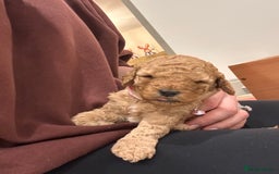 Cockapoo dogs for sale: F2 cockapoo puppies for sale  - Image 5