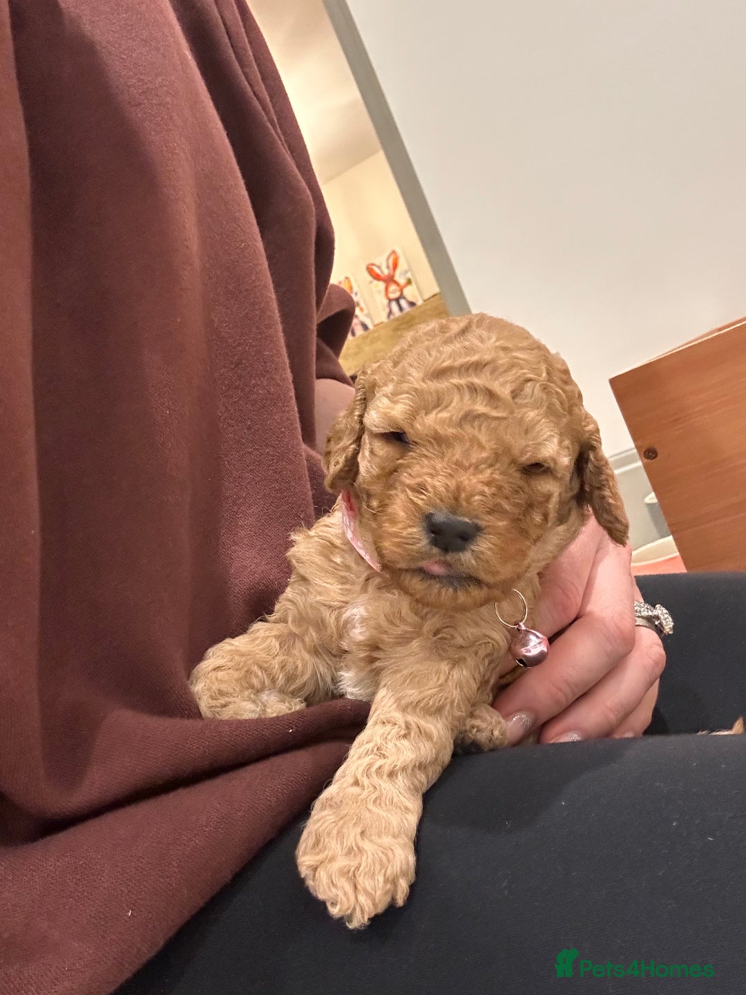 Cockapoo dogs for sale: F2 cockapoo puppies for sale  - Image 5