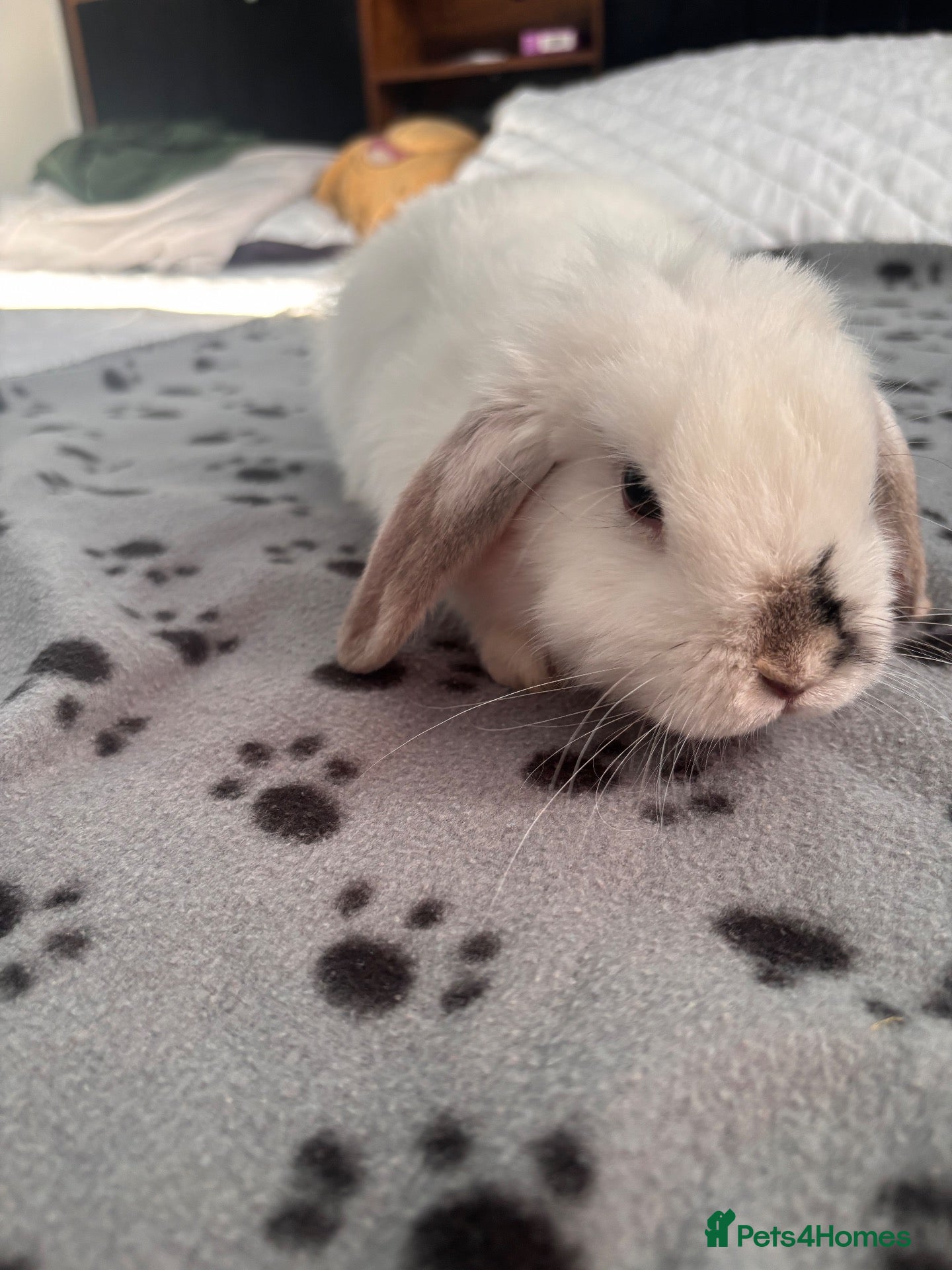 Mini Lop rabbits 🐰 Beautiful Mini Lop Baby Bunnies –Ready to go 🐰 - Advert 2