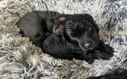 Cavapoo dogs for sale: ONLY our clever little Ricki left!  - Image 13