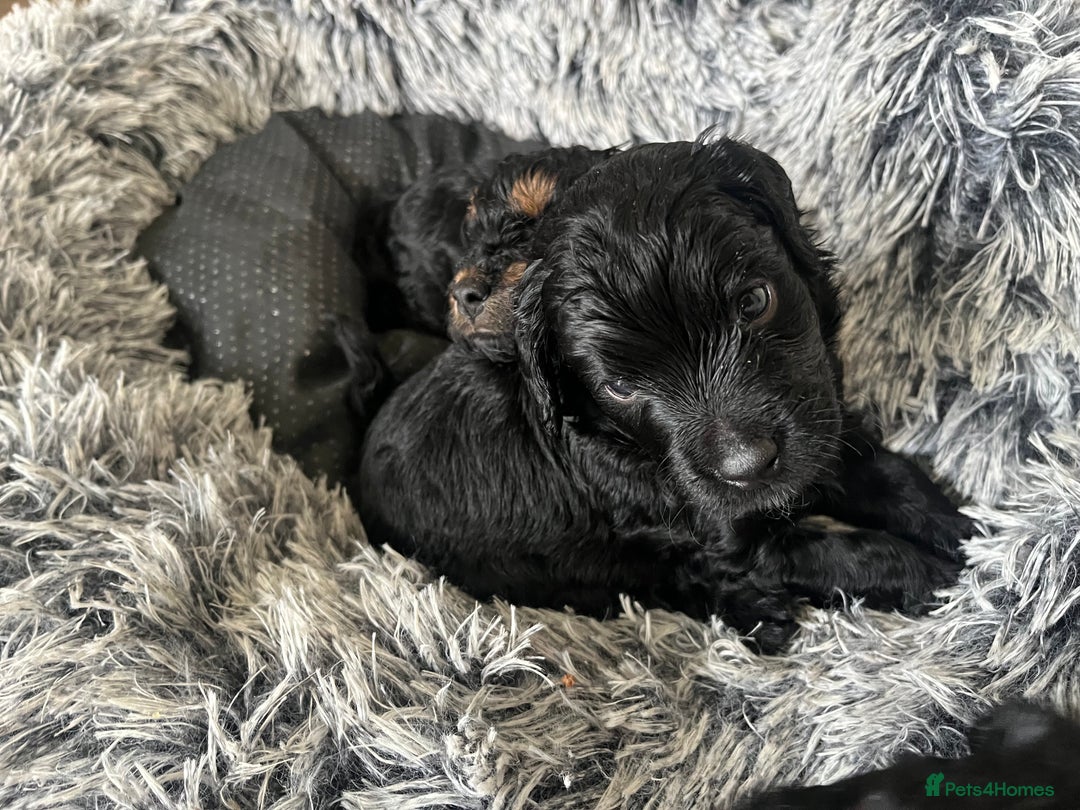 Cavapoo dogs for sale: ONLY our clever little Ricki left!  - Image 13