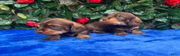 Miniature Dachshund dogs for sale: A SUPERB LITTER OF MINI WIRE DACHS KC REG  - Advert 6