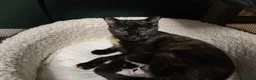 Mixed Breed cats for sale: Our chocolate kitties!!! in Cardiff - Advert 16