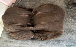 Chow Chow dogs for sale: Kc registered Pure chocolate chow chow puppies - Image 10