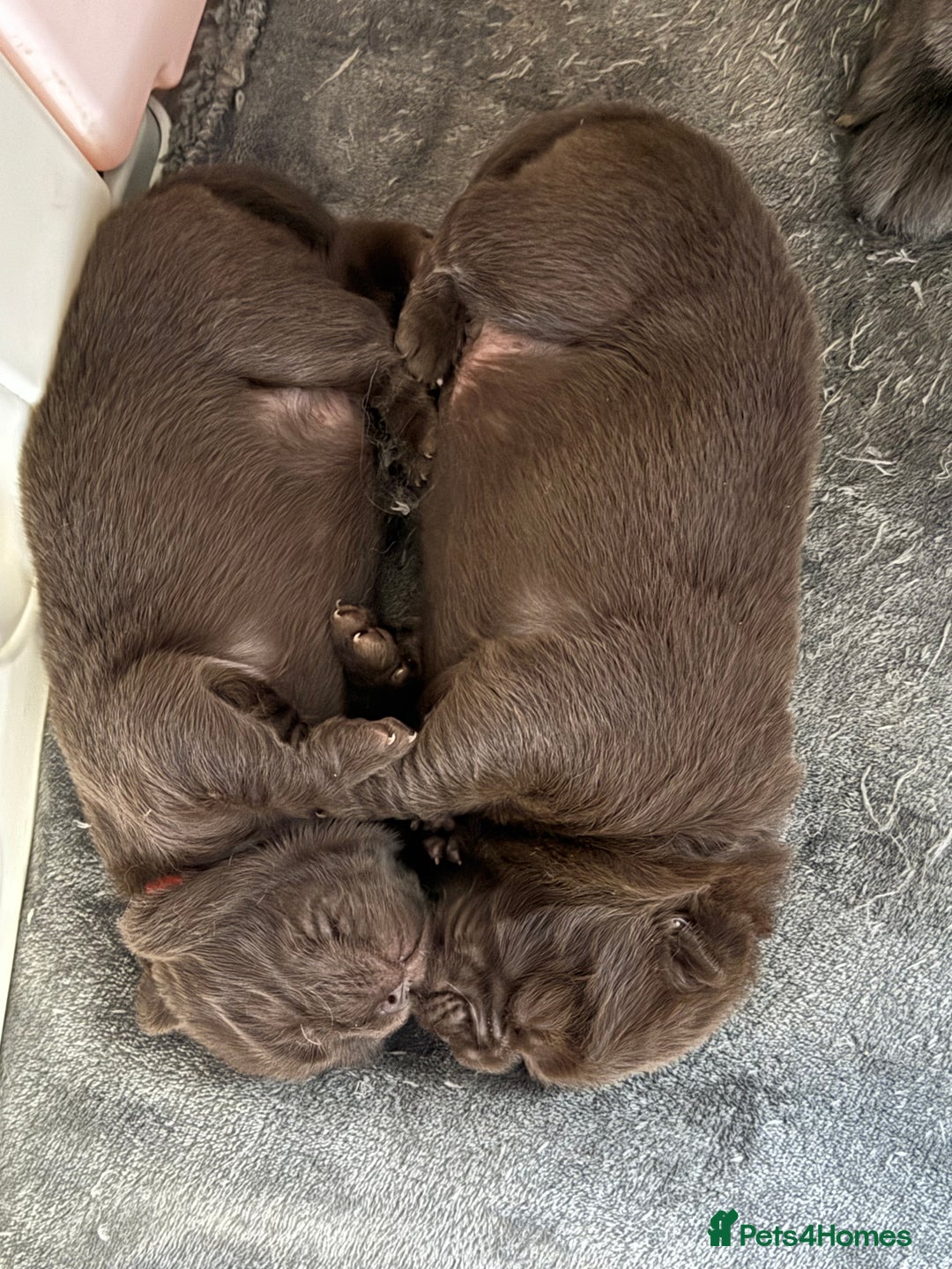 Chow Chow dogs for sale: Kc registered Pure chocolate chow chow puppies - Image 10