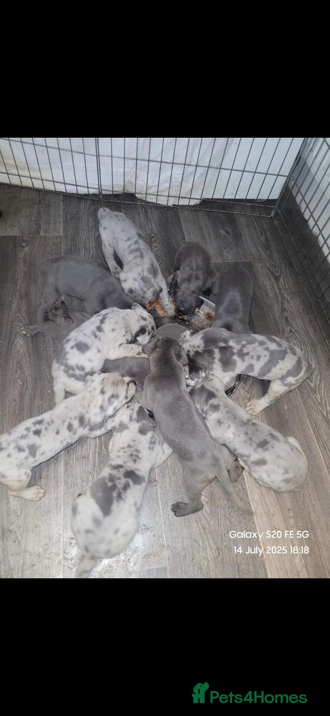 Cane Corso dogs for stud: ‼️CANE CORSO STUD‼️ - Advert 8