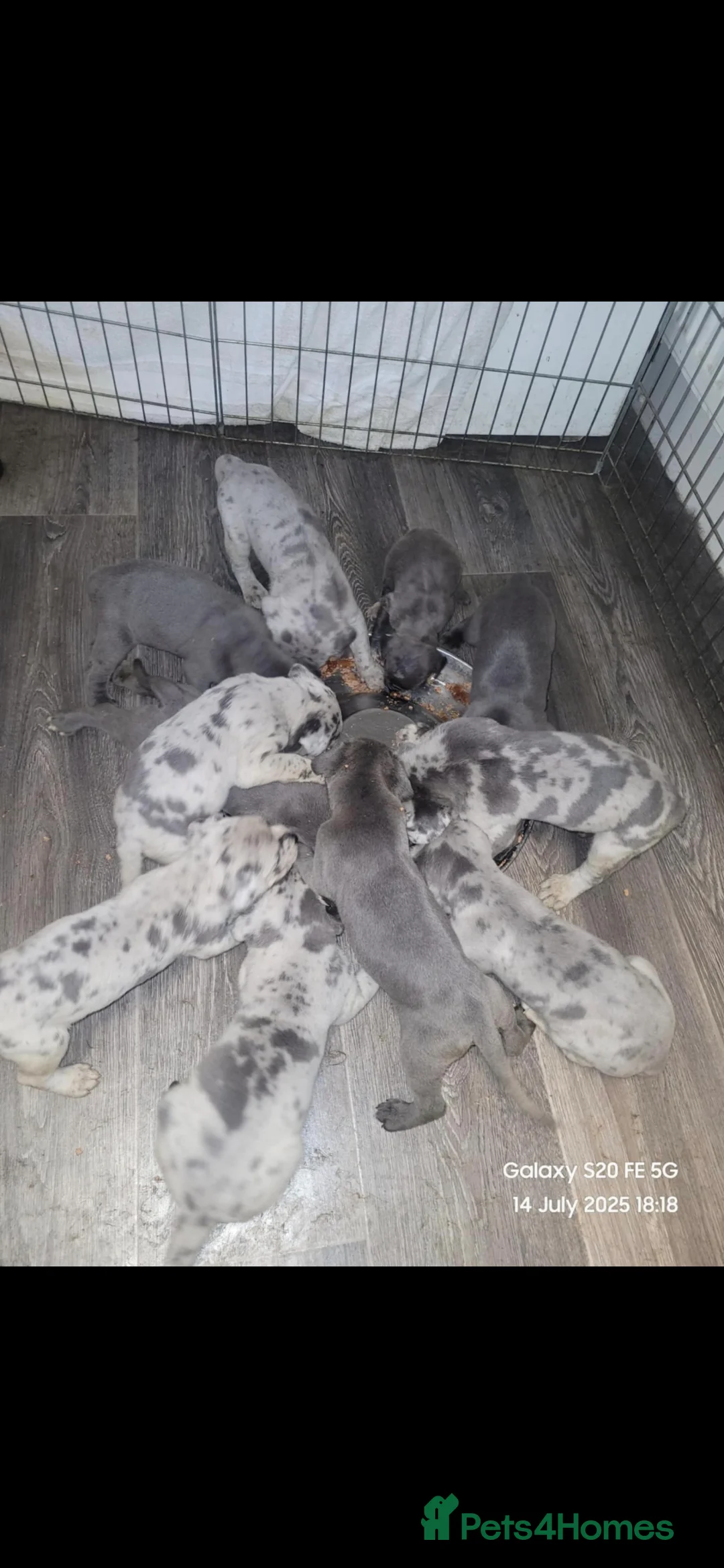 Cane Corso dogs for stud: ‼️CANE CORSO STUD‼️ - Advert 8