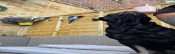 Pug dogs for stud: Stunning proven pug stud black with tan paws  - Advert 3