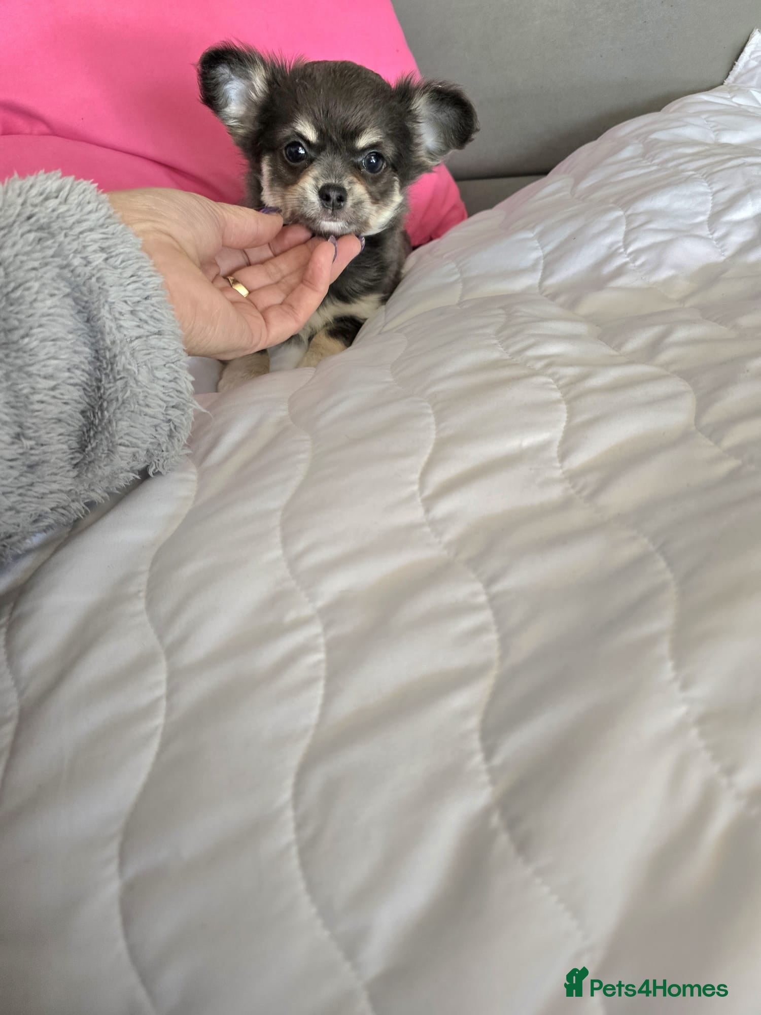 Chihuahua dogs Long haired Blue Chihuahua puppies  - Advert 4