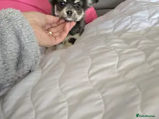 Chihuahua dogs Long haired Blue Chihuahua puppies - Advert 1