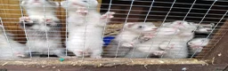Ferret rodents for sale: Micro x semi angora  - Advert 2
