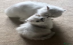 Persian cats for sale: Full Pedigree Chinchilla Kitten - Image 5