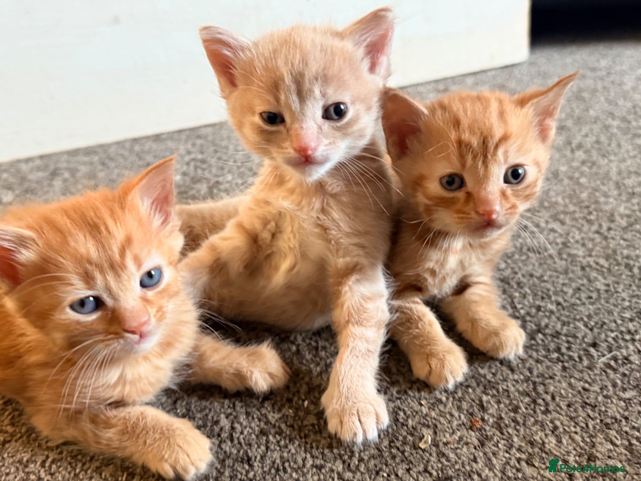 Mixed Breed cats for sale: 3 kittens  in Houghton le Spring - Advert 2