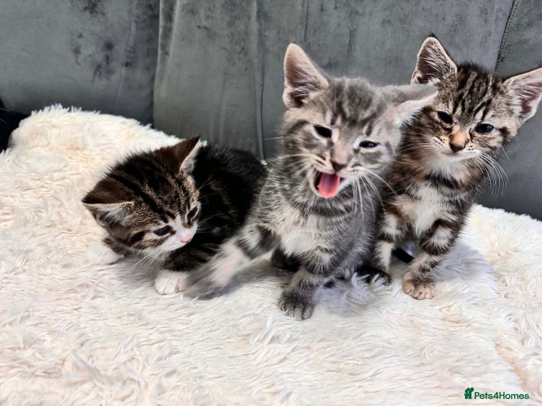 Bengal cats for sale: 3 kittens for sale - Advert 1