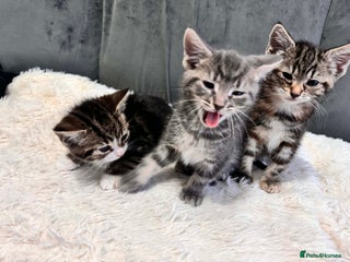 Bengal cats 3 kittens for sale - Advert 1