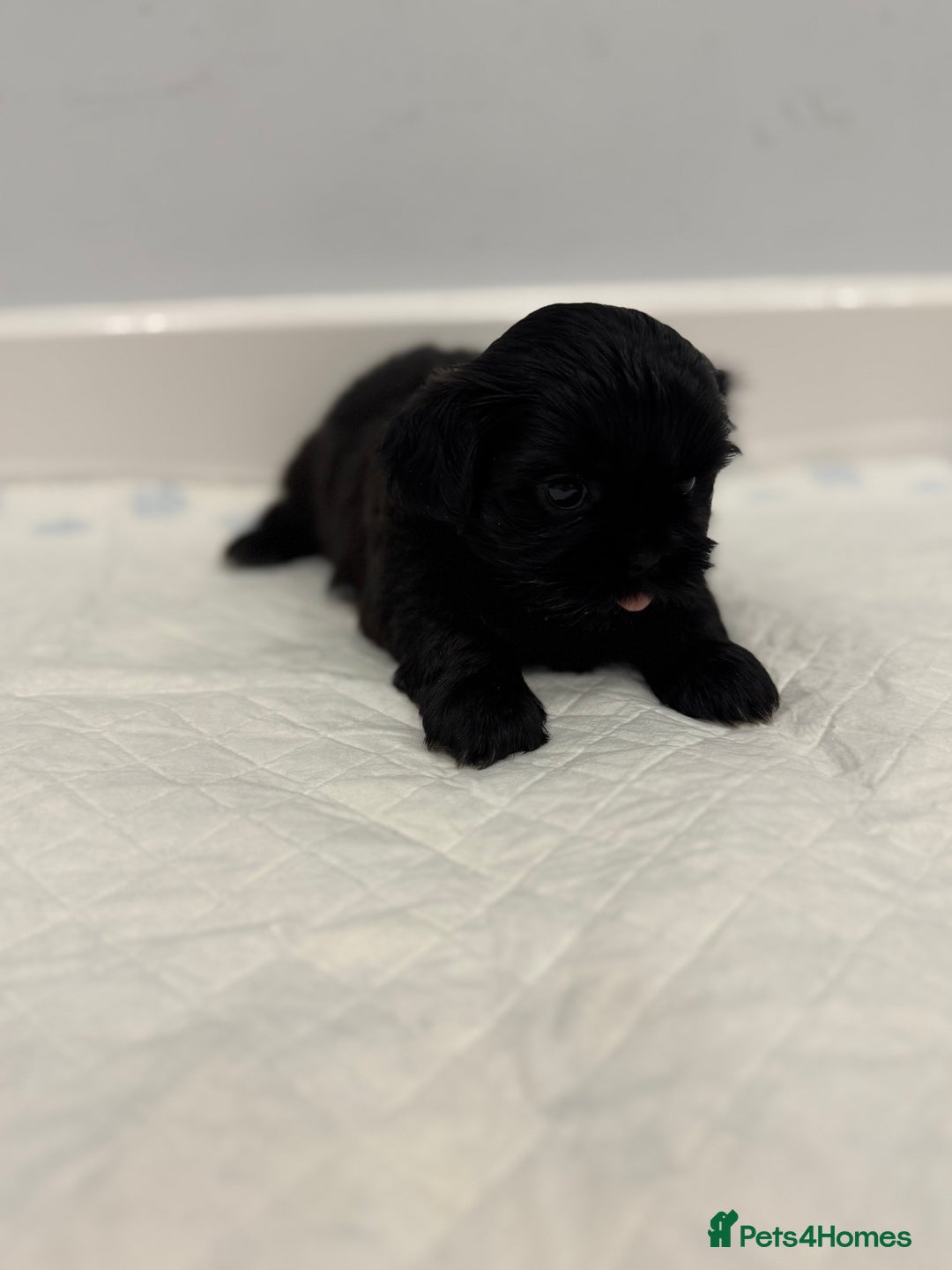 Shih Tzu dogs for sale: ✨ Exceptional Shih Tzu Puppies – Available✨ - Advert 19