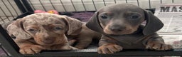 Miniature Dachshund dogs for sale: miniature dachshund puppies - Advert 5
