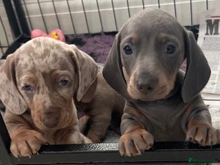 Miniature Dachshund dogs miniature dachshund puppies - Advert 2