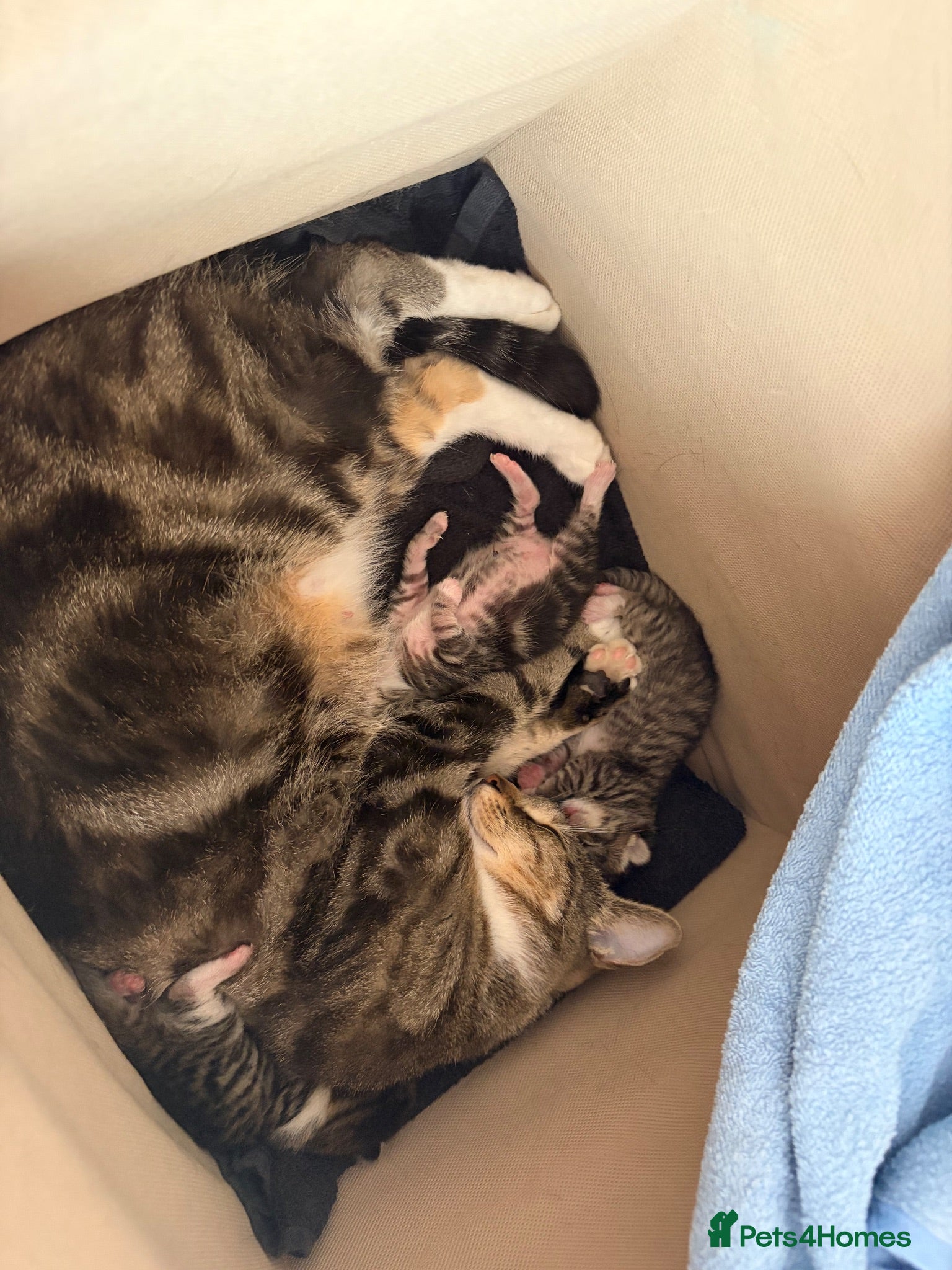 Domestic Shorthair cats Domestic shorthair kittens  - Advert 1