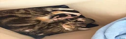 Domestic Shorthair cats for sale: Domestic shorthair kittens  - Advert 1