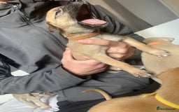 Greyhound dogs for sale: Saluki bull greyhounds - Image 10
