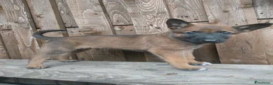 Black collar - Female