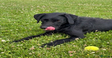 Mixed Breed dogs - Advert 16