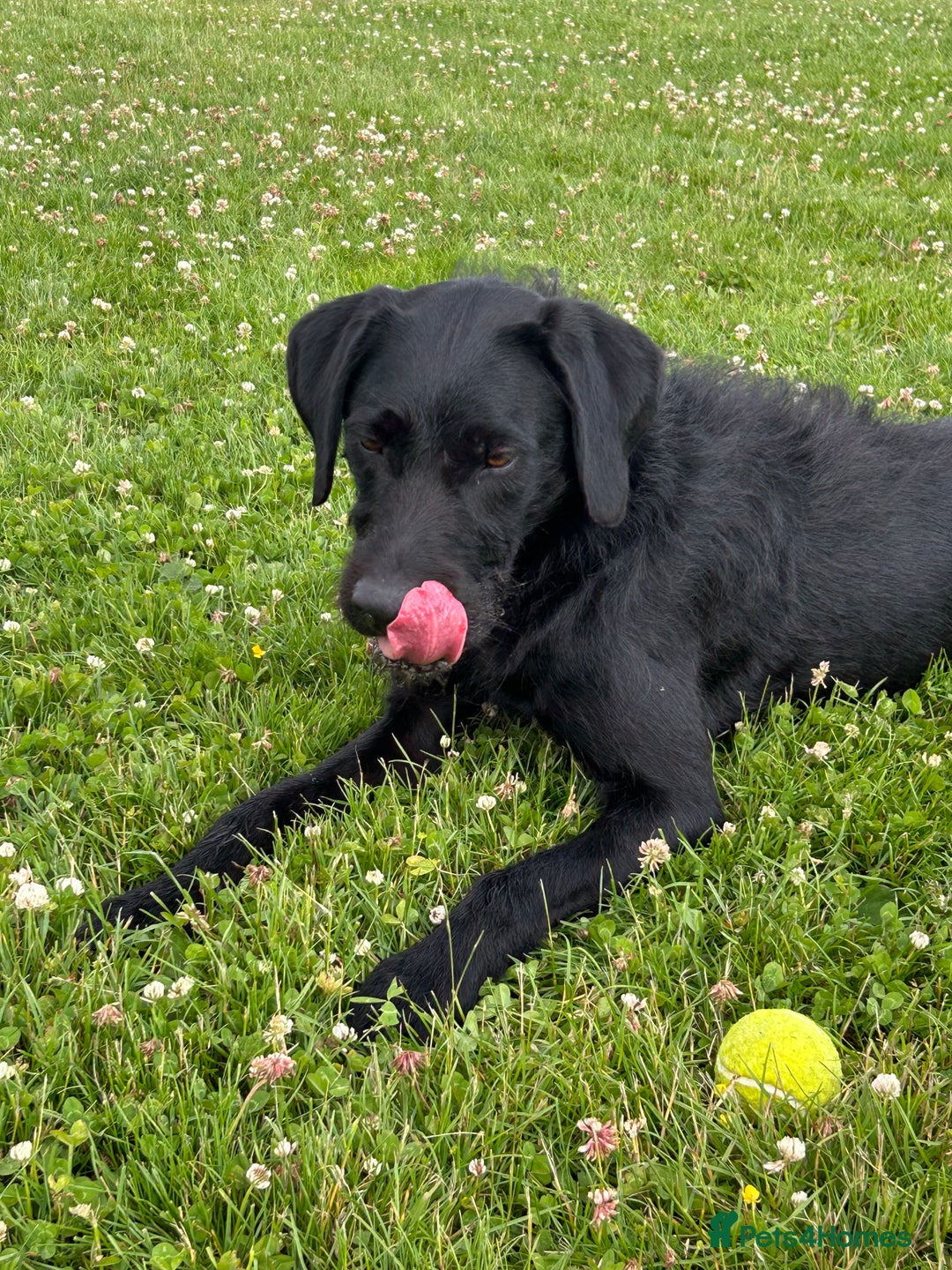 Mixed Breed dogs for sale: Beautiful lab/pointer boy for sale - Image 2