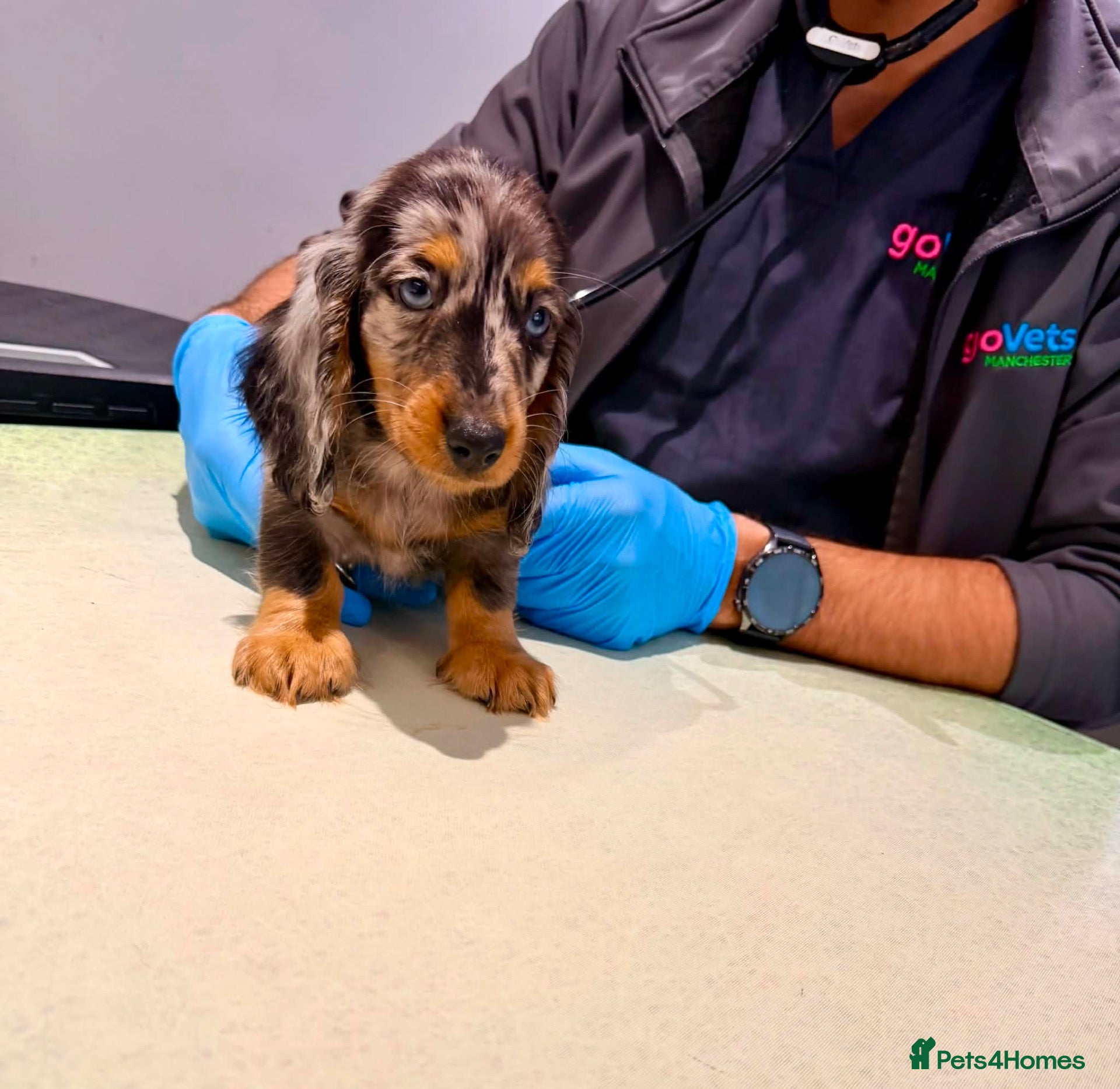 Miniature Dachshund dogs 🥇TOP QUALITY MINI LONG HAIR DACHSHUNDS READY! - Advert 8