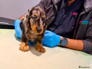 Miniature Dachshund dogs 🥇TOP QUALITY MINI LONG HAIR DACHSHUNDS READY! - Advert 8