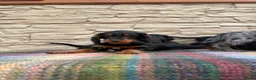 Doxiepoo dogs for sale: Beautiful doxiepoos (council licensed breeder) - Advert 9