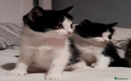 British Shorthair cats for sale: Kittens - Image 2