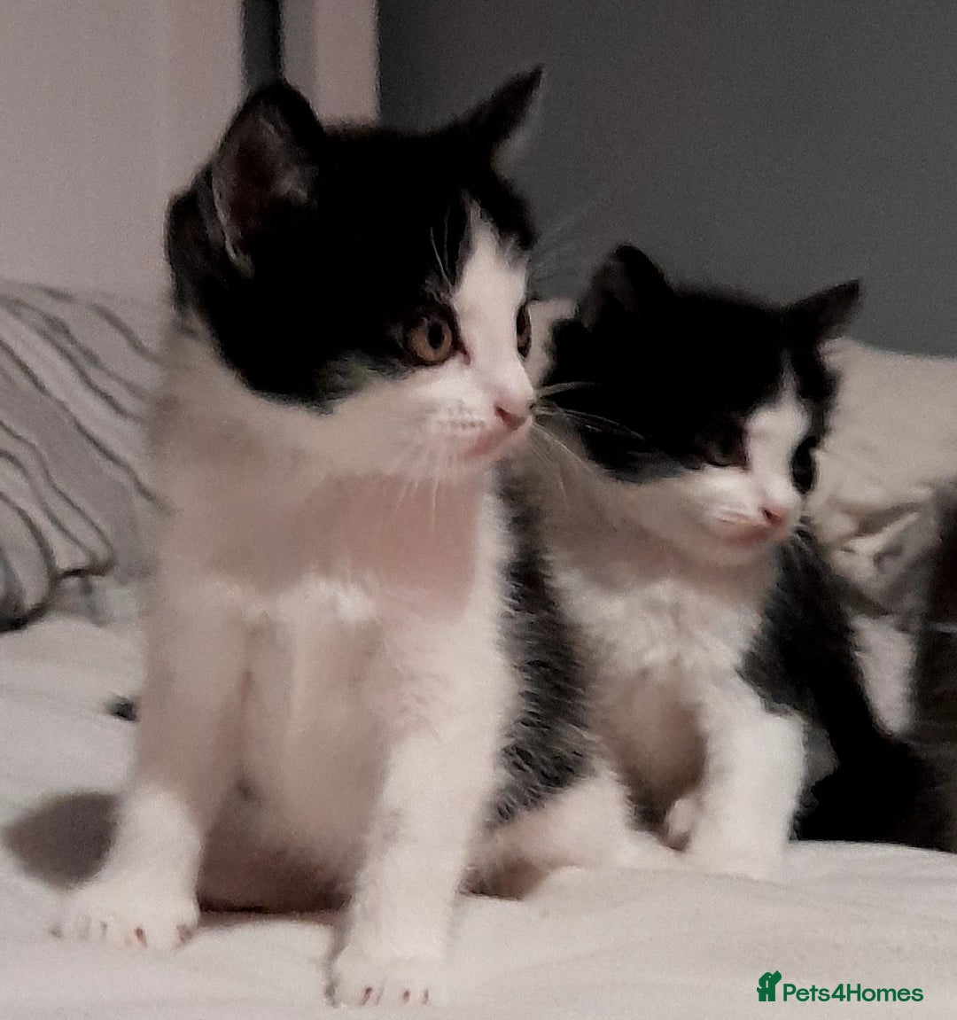 British Shorthair cats for sale: Kittens - Image 2