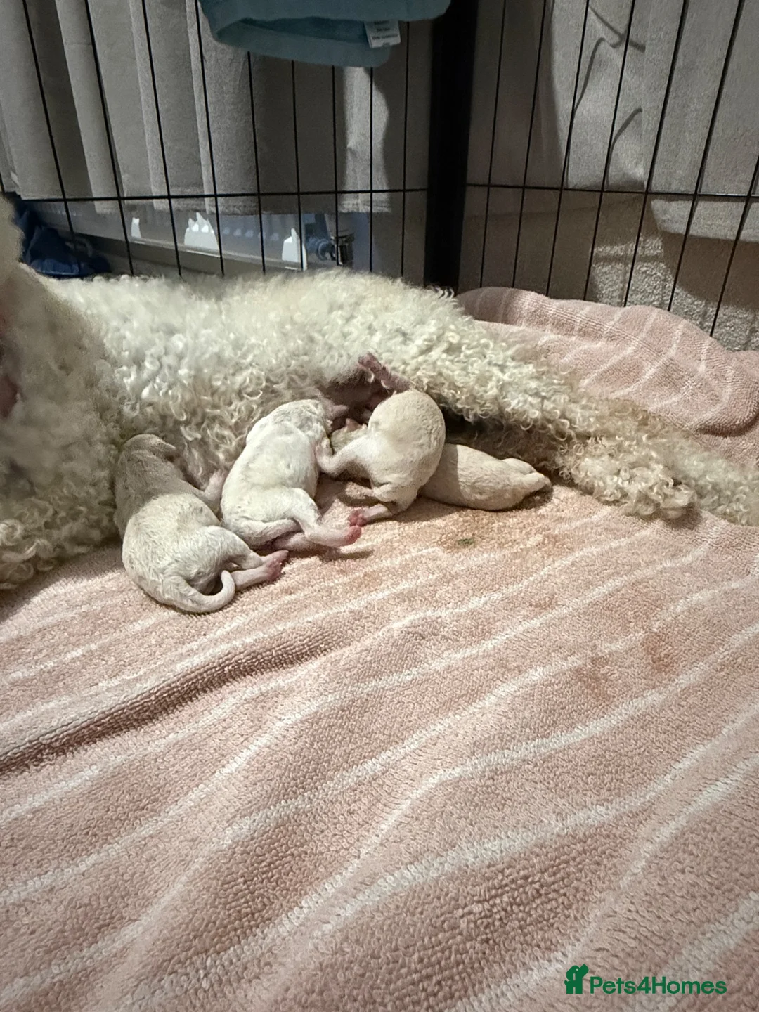 Cavapoo dogs for sale: 6 beautiful Cavapoo puppies - Advert 2