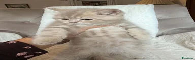 Lilac Classic Tabby