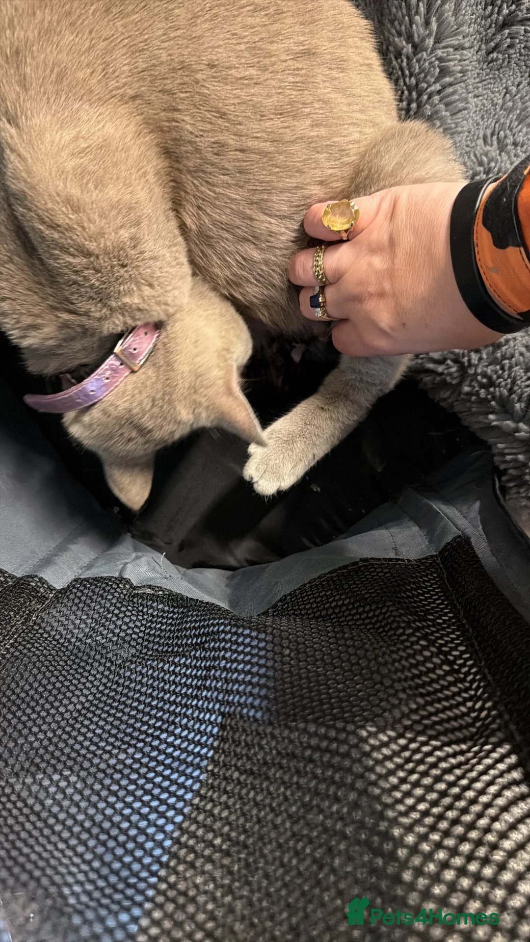 British Shorthair cats for sale: Very rare calico Bsh kittens  - Advert 6