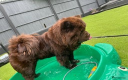 Chow Chow dogs for sale: Chow chow nation  - Image 2