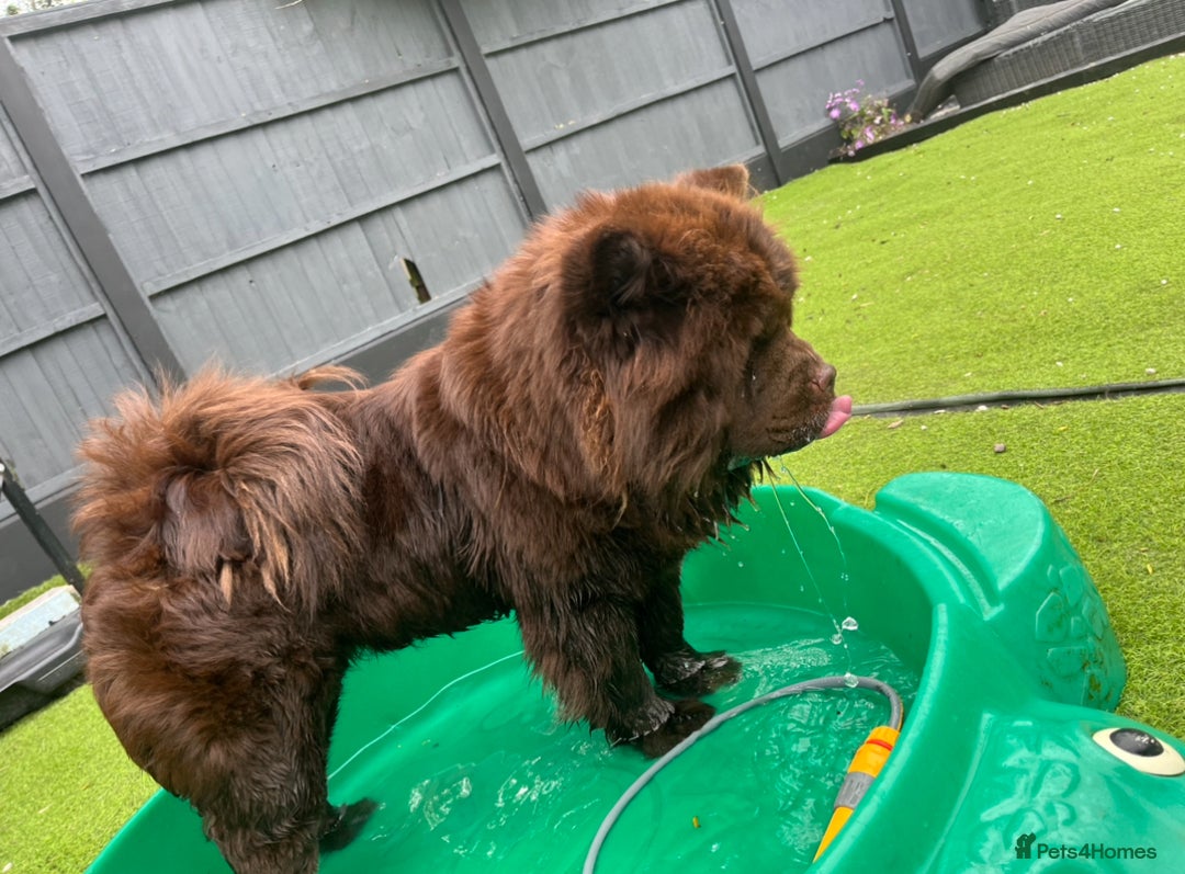 Chow Chow dogs for sale: Chow chow nation  - Image 2