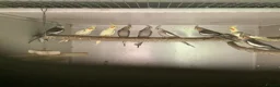 Cockatiels birds for sale: 2026 Young cockatiels  - Advert 24