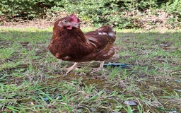 Chickens poultry for sale: Point of lay warren hens - Image 4