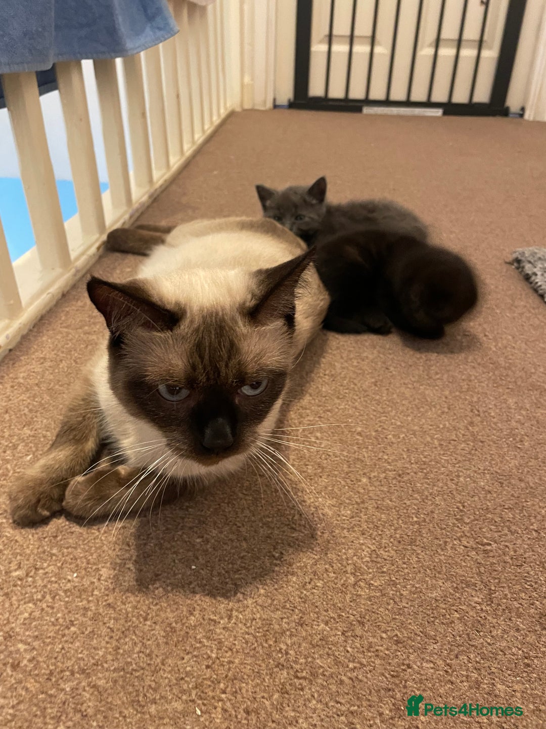 Ragdoll cats for sale: Ragdoll x kitten for sale  - Image 3