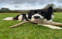 Border Collie dogs for sale: Pure Breed Boarder Collie Pups - Image 19