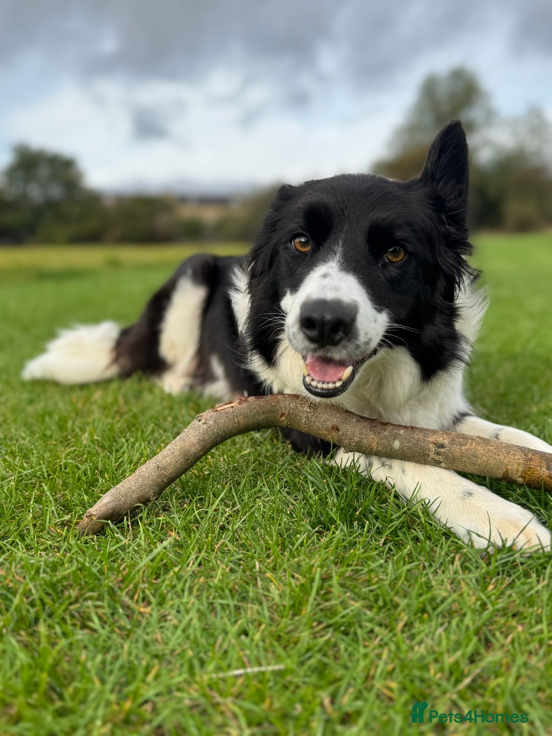 Border Collie dogs for sale: Pure Breed Boarder Collie Pups - Image 19