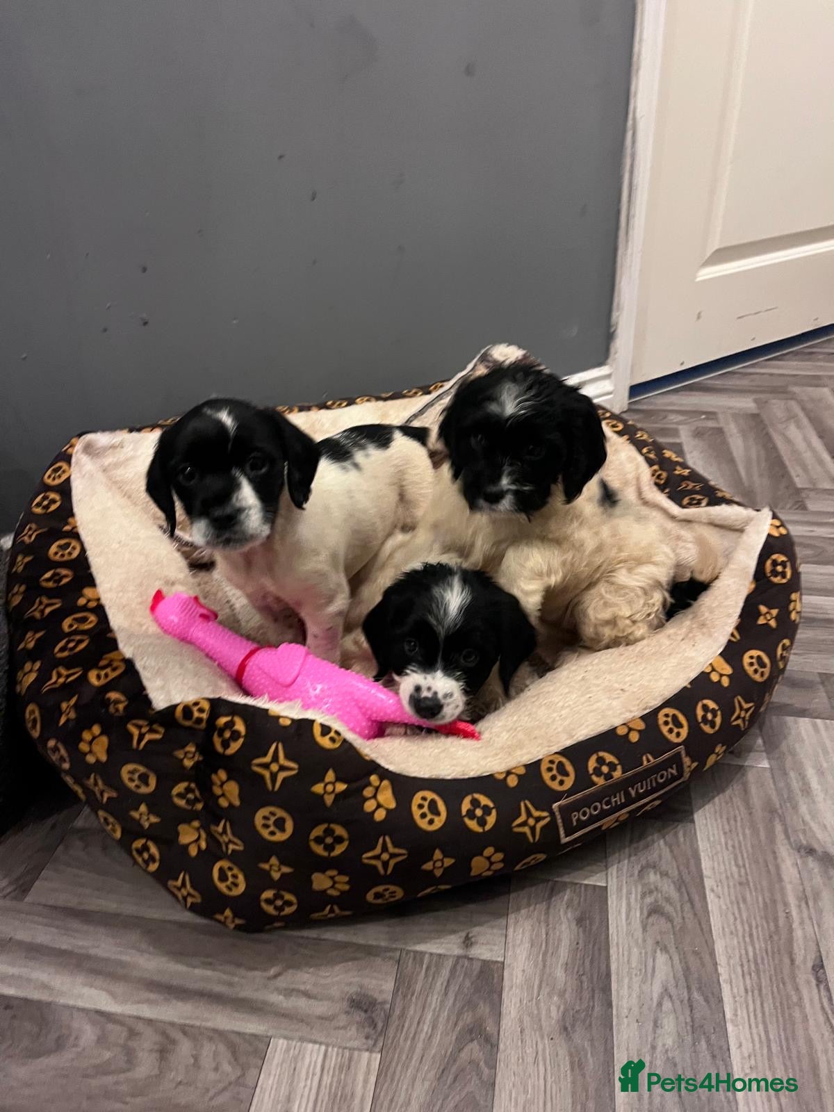 Sproodle dogs Sproodles puppies available now spaniel x poodle - Advert 5