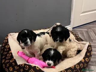 Sproodle dogs Sproodles puppies available now spaniel x poodle - Advert 5