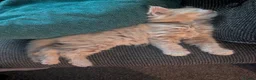 Maine Coon cats for sale: Maine Coon Kittens  - Advert 3