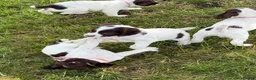 English Springer Spaniel dogs for sale: Working Springer Spaniels  - Advert 6